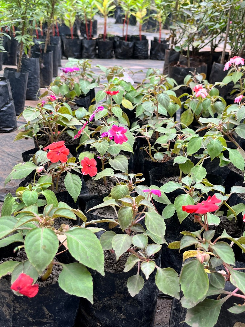 Impatiens | Busy Lizzie (इम्पेशंस ) — plant for sale at Janki Vatika plant nursery, Talawali Chanda, Indore, photo 1 of 4