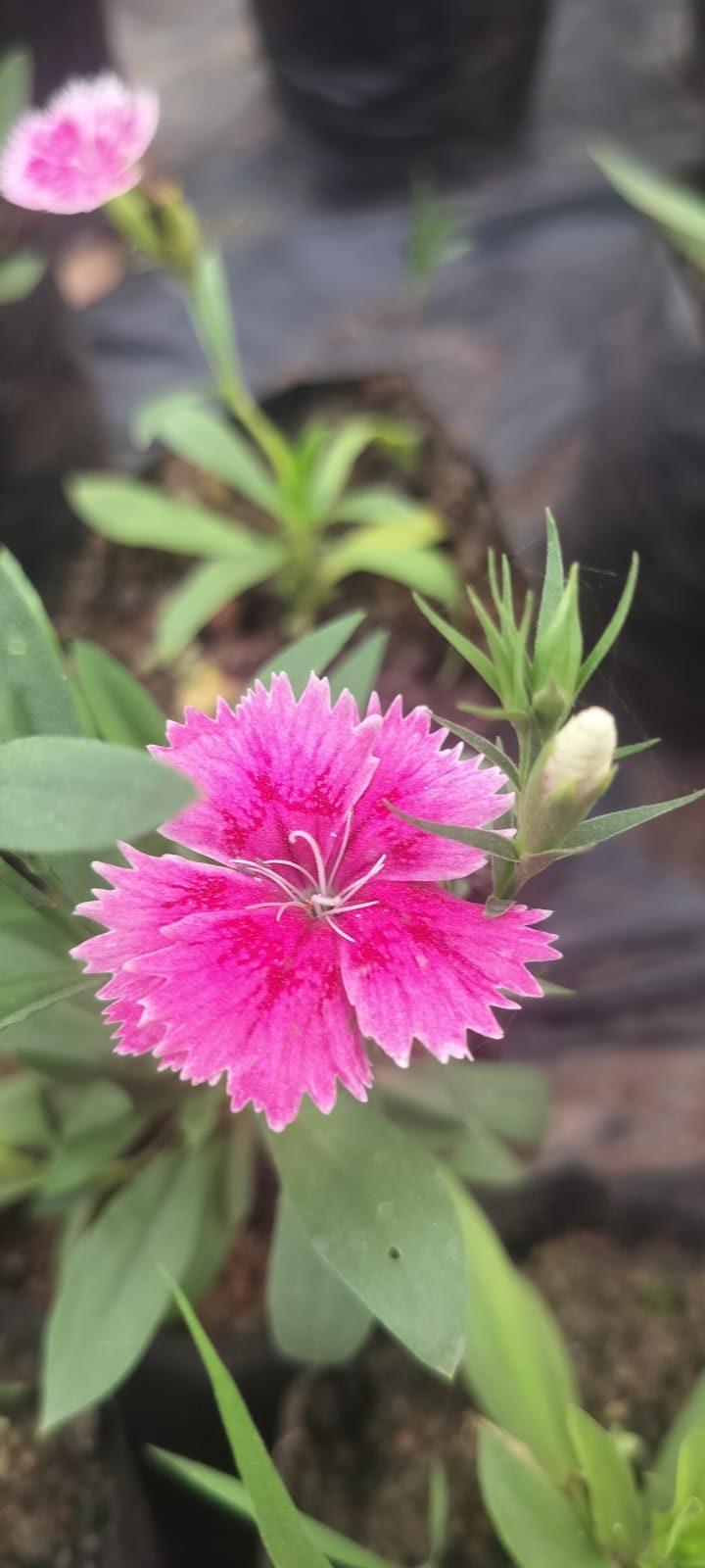 Impatiens | Busy Lizzie (इम्पेशंस ) — plant for sale at Janki Vatika plant nursery, Talawali Chanda, Indore, photo 3 of 4