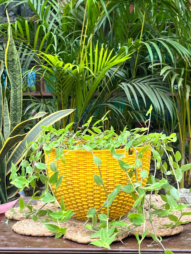 Inch Plant (इंच प्लांट) — plant for sale at Janki Vatika plant nursery, Talawali Chanda, Indore