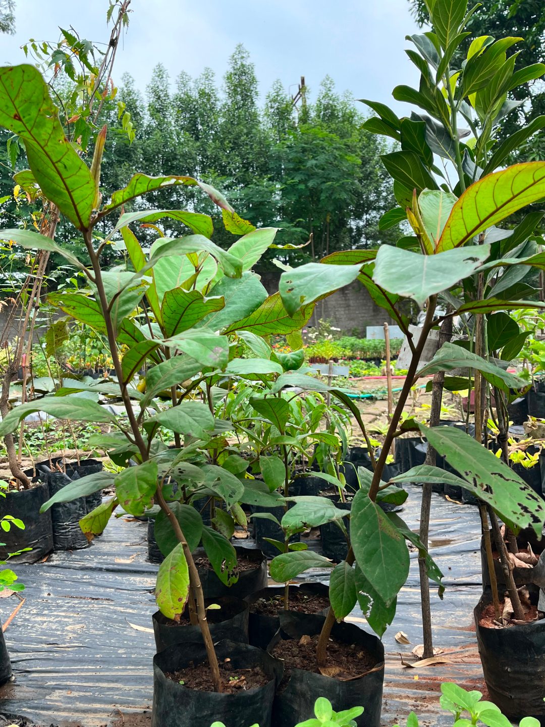 Indian Almond (Badam Tree) (जंगली बादाम) — plant for sale at Janki Vatika plant nursery, Talawali Chanda, Indore