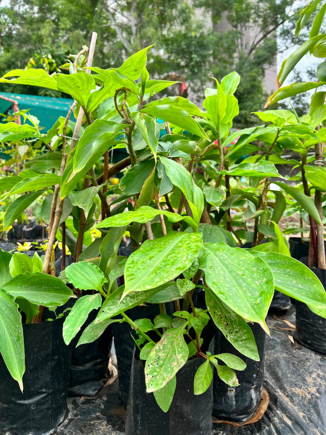 Insulin Plant (इन्सुलिन प्लांट) — plant for sale at Janki Vatika plant nursery, Talawali Chanda, Indore