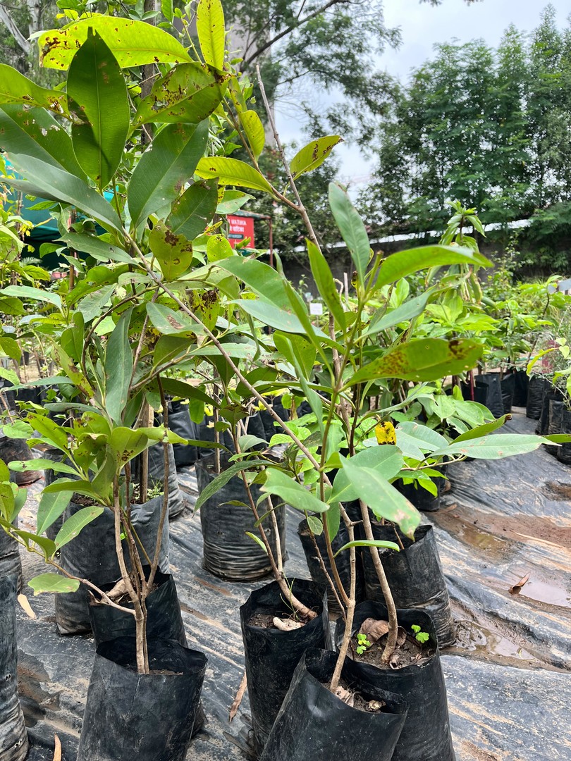 Jamun Sapling (जामुन) — plant for sale at Janki Vatika plant nursery, Talawali Chanda, Indore