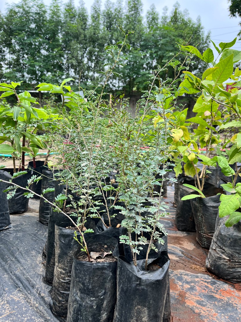 Khejri (Shami) (खेजड़ी / शमी) — plant for sale at Janki Vatika plant nursery, Talawali Chanda, Indore