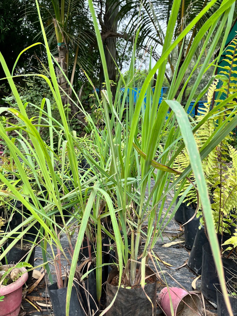 Lemongrass (नींबू घास) — plant for sale at Janki Vatika plant nursery, Talawali Chanda, Indore