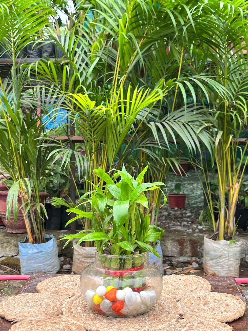 Lucky Bamboo (लकी बैम्बू) — plant for sale at Janki Vatika plant nursery, Talawali Chanda, Indore