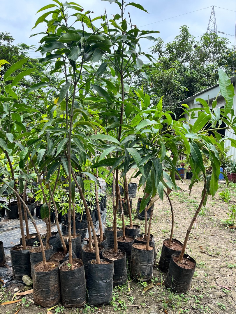 Mango - alphonso (Hapus), Kesar, Aamrapali, Dussheri (आम - आम्रपाली, दशहरी, हापुस, केसर) — plant for sale at Janki Vatika plant nursery, Talawali Chanda, Indore, photo 1 of 2