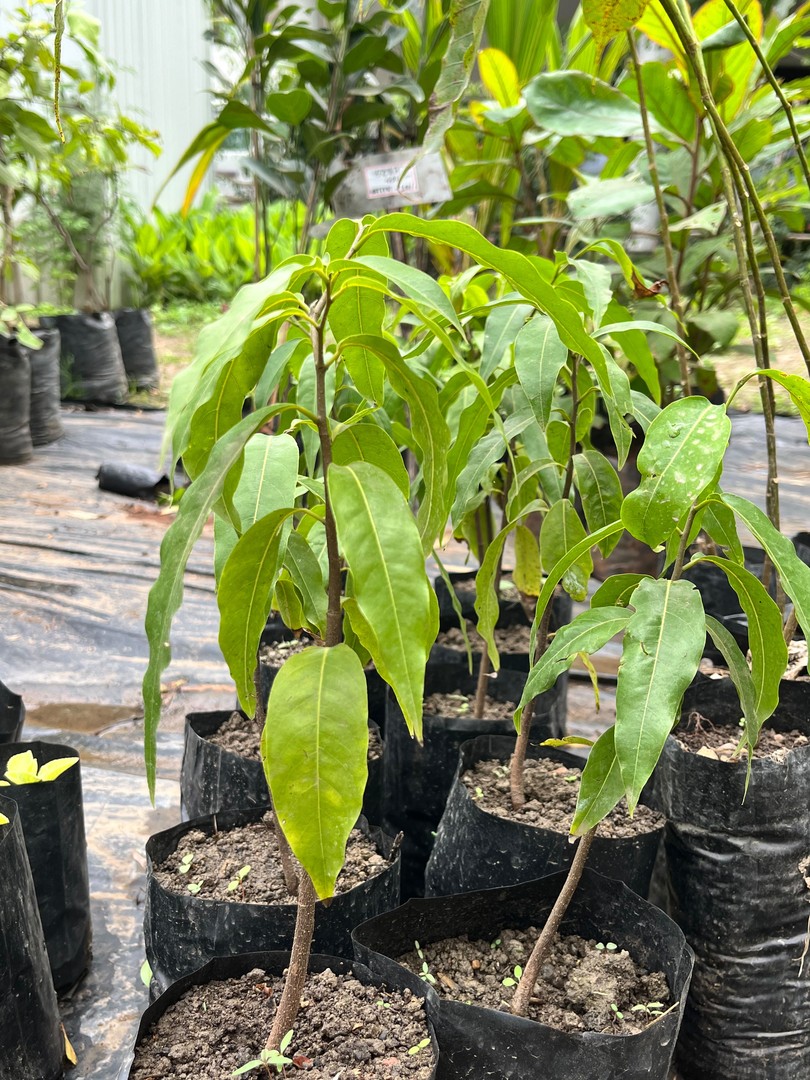 Mango - alphonso (Hapus), Kesar, Aamrapali, Dussheri (आम - आम्रपाली, दशहरी, हापुस, केसर) — plant for sale at Janki Vatika plant nursery, Talawali Chanda, Indore, photo 2 of 2