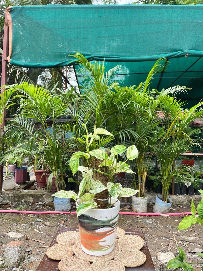 Marble Queen Money Plant (मार्बल क्वीन मनी प्लांट) — plant for sale at Janki Vatika plant nursery, Talawali Chanda, Indore
