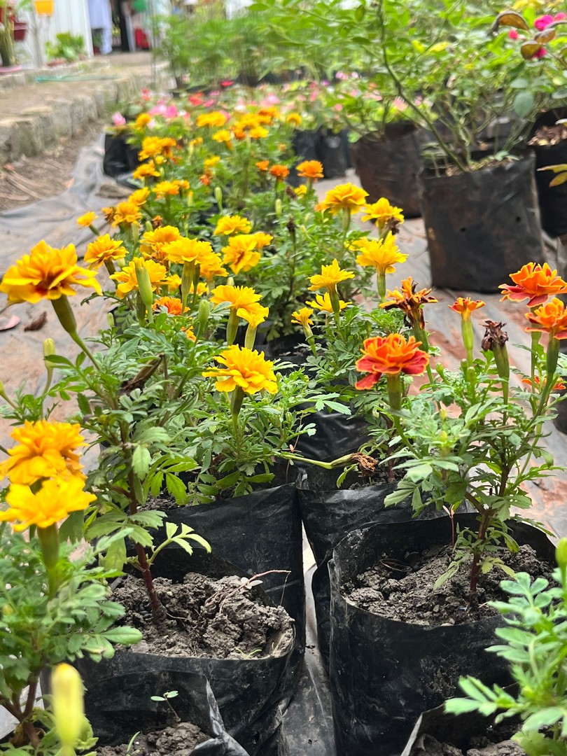 Marigold (गेंदा) — plant for sale at Janki Vatika plant nursery, Talawali Chanda, Indore