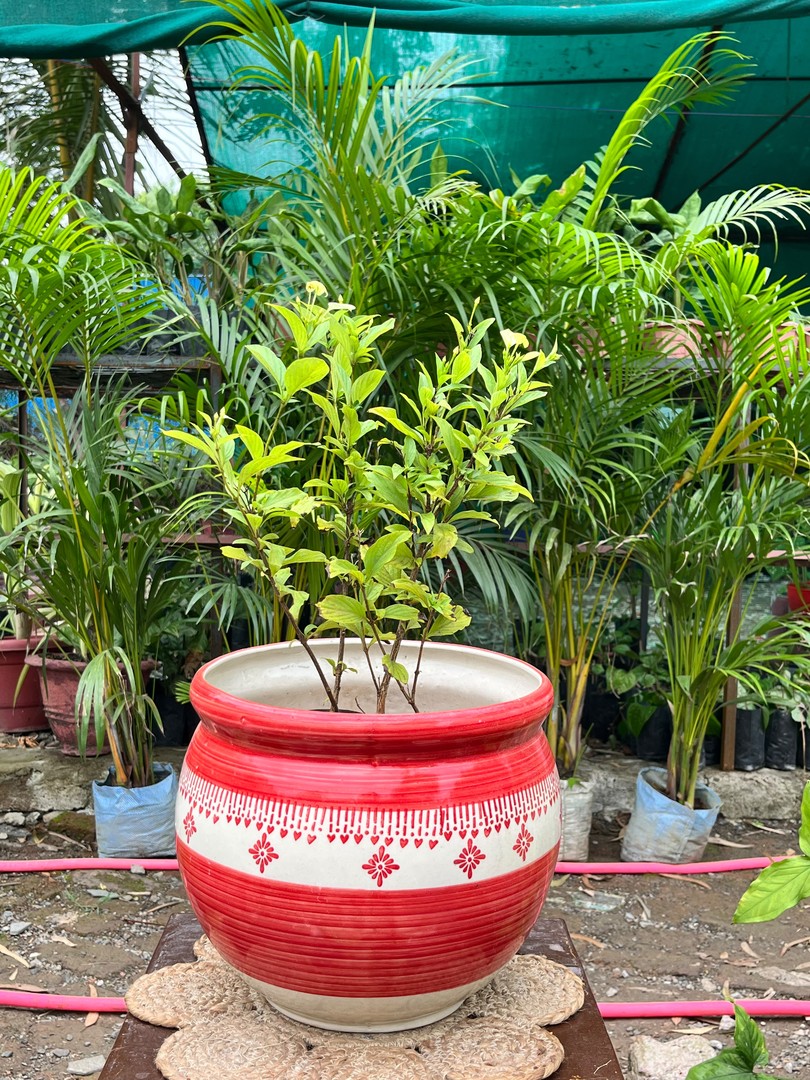 Mogra (Arabian Jasmine) (मोगरा / मोतिया / बेला) — plant for sale at Janki Vatika plant nursery, Talawali Chanda, Indore