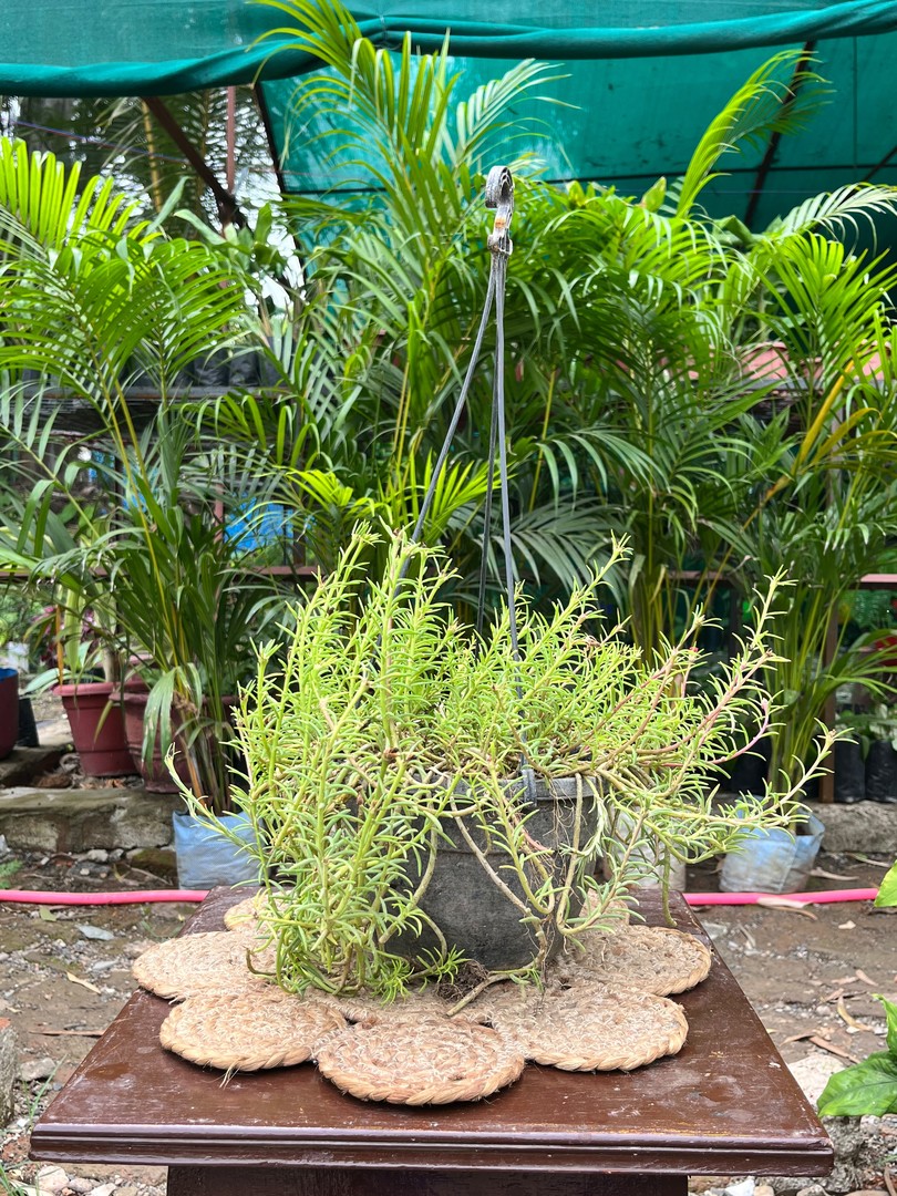Moss Rose (Ten O'Clock Plant) / Office Time (दस बजिया) — plant for sale at Janki Vatika plant nursery, Talawali Chanda, Indore