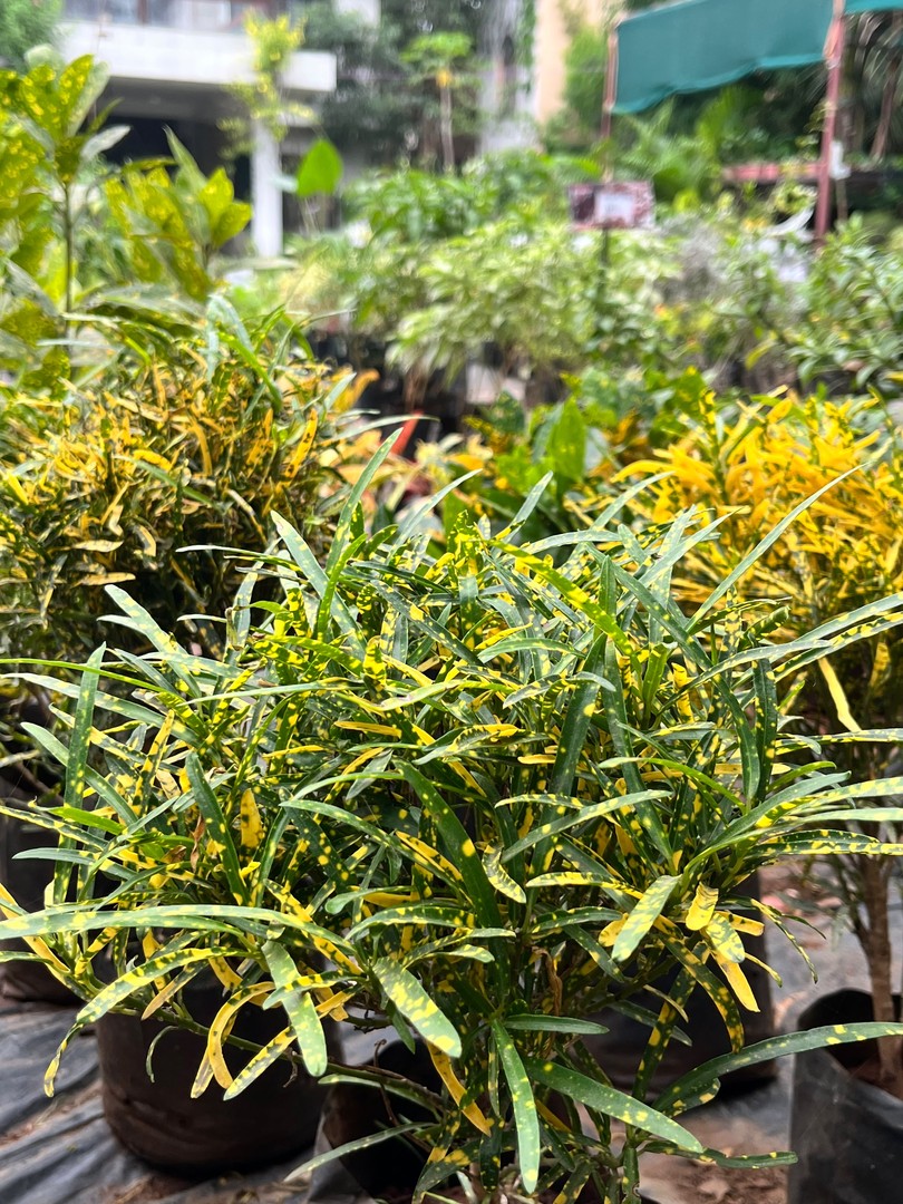 Narrow-leaf Croton (क्रोटन) — plant for sale at Janki Vatika plant nursery, Talawali Chanda, Indore