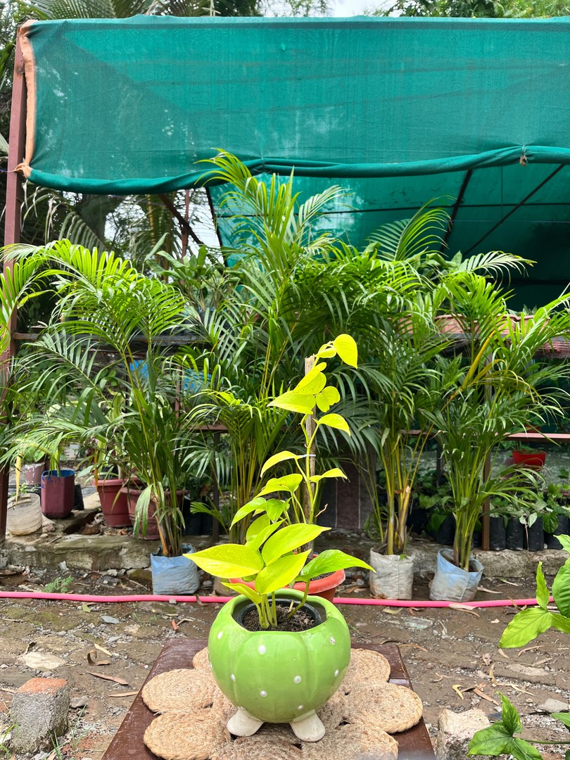 Neon Money Plant (नियॉन मनी प्लांट) — plant for sale at Janki Vatika plant nursery, Talawali Chanda, Indore