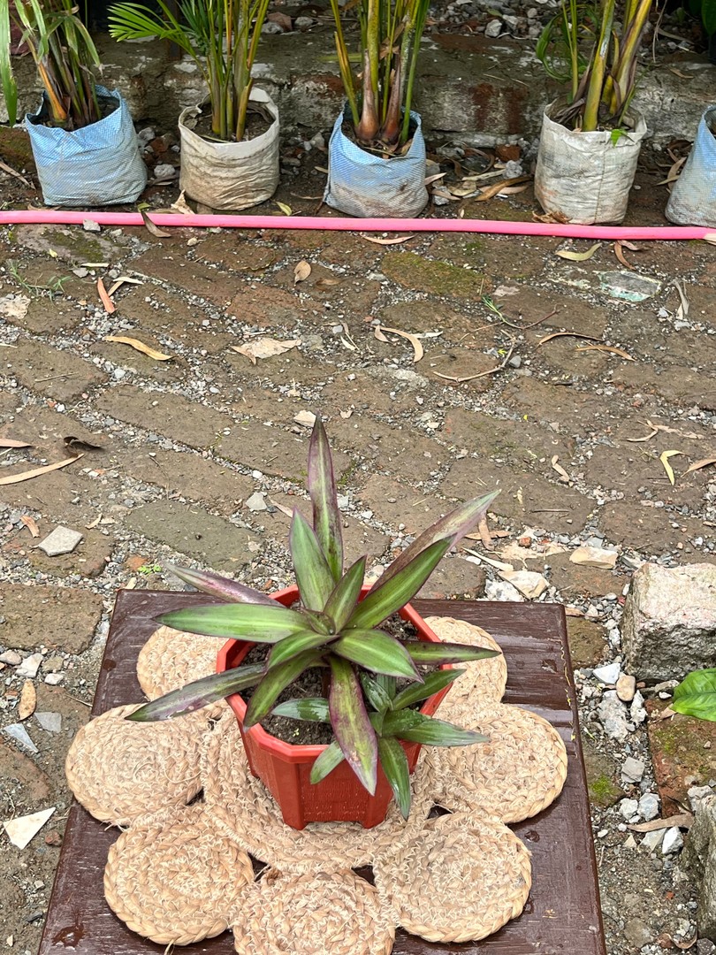 Oyster Plant (Boat Lily) (ऑयस्टर प्लांट) — plant for sale at Janki Vatika plant nursery, Talawali Chanda, Indore, photo 1 of 2