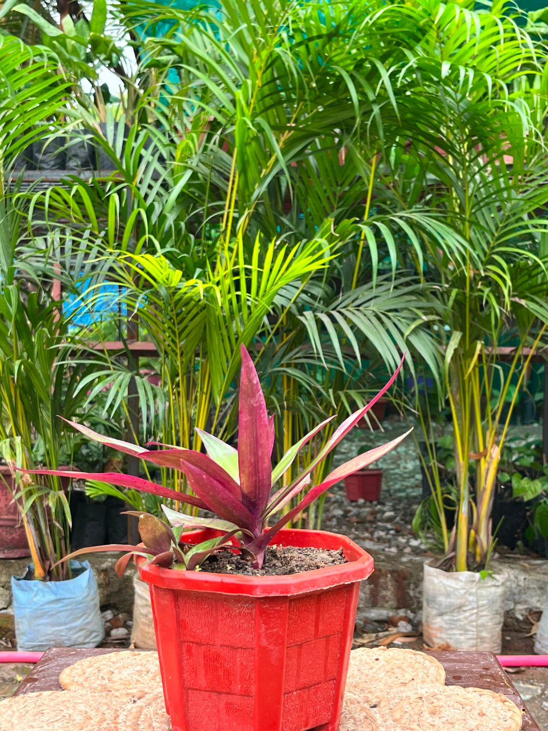 Oyster Plant (Boat Lily) (ऑयस्टर प्लांट) — plant for sale at Janki Vatika plant nursery, Talawali Chanda, Indore, photo 2 of 2