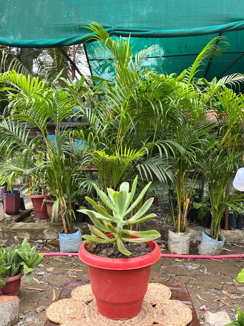 Paddle Plant (Flapjack) (पैडल प्लांट) — plant for sale at Janki Vatika plant nursery, Talawali Chanda, Indore, photo 1 of 2