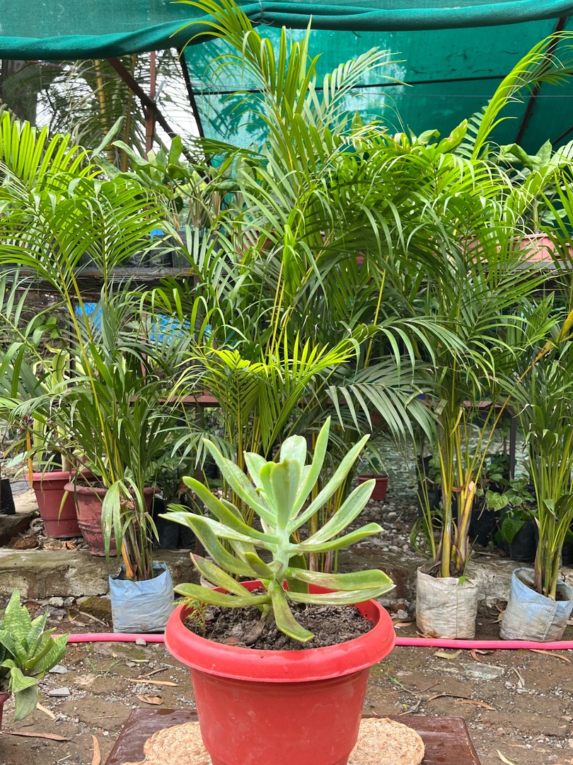 Paddle Plant (Flapjack) (पैडल प्लांट) — plant for sale at Janki Vatika plant nursery, Talawali Chanda, Indore, photo 2 of 2