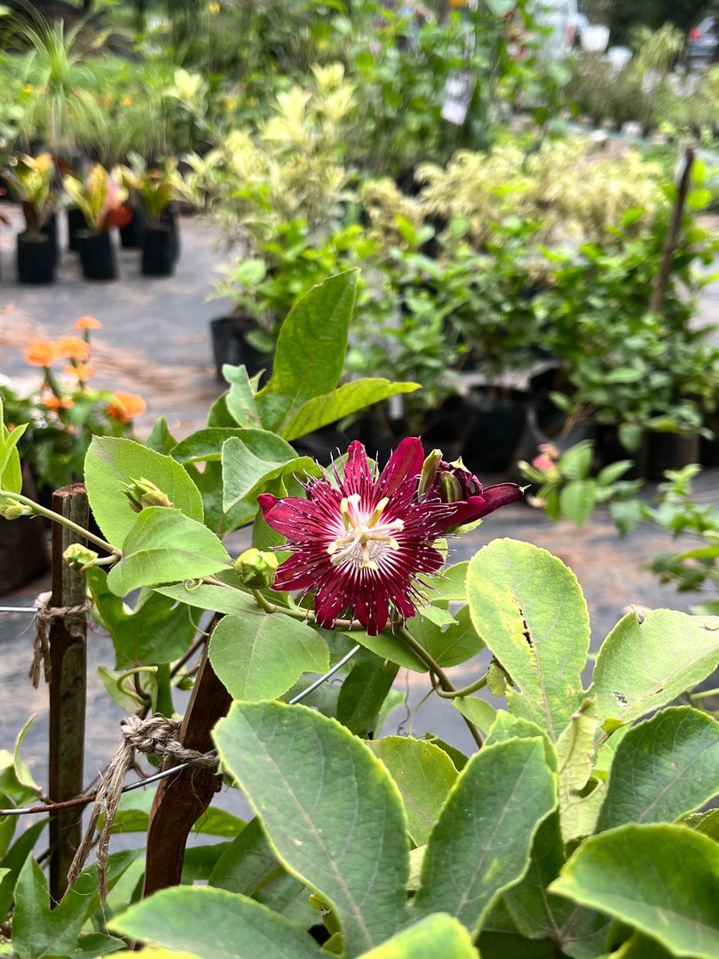 Passion Flower (Red) (पैशन फ्लावर) — plant for sale at Janki Vatika plant nursery, Talawali Chanda, Indore