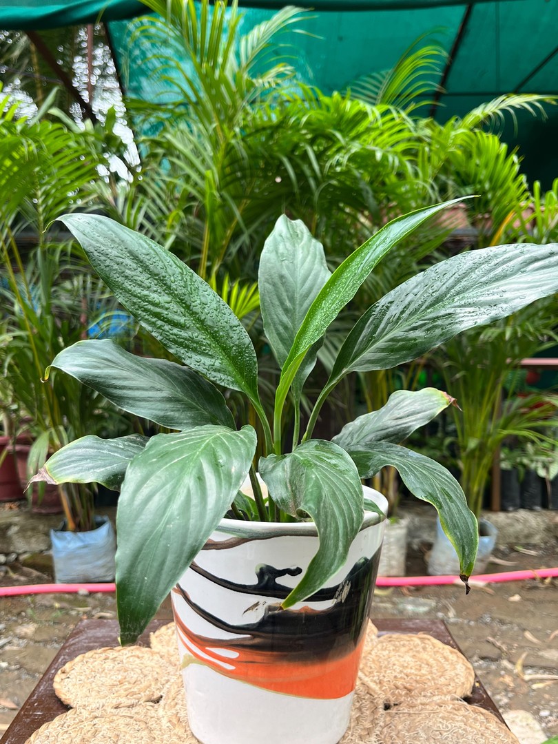 Peace Lily (पीस लिली) — plant for sale at Janki Vatika plant nursery, Talawali Chanda, Indore