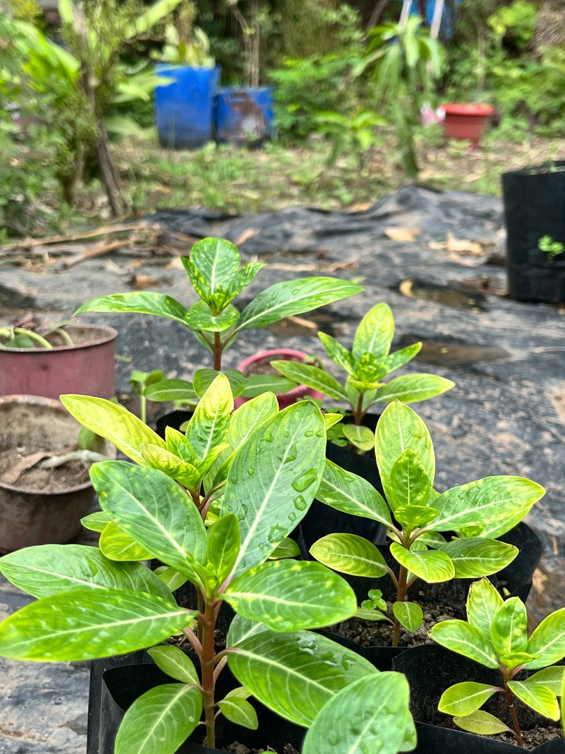 Periwinkle (Sadabahar) (सदाबहार / बारह मासी) — plant for sale at Janki Vatika plant nursery, Talawali Chanda, Indore