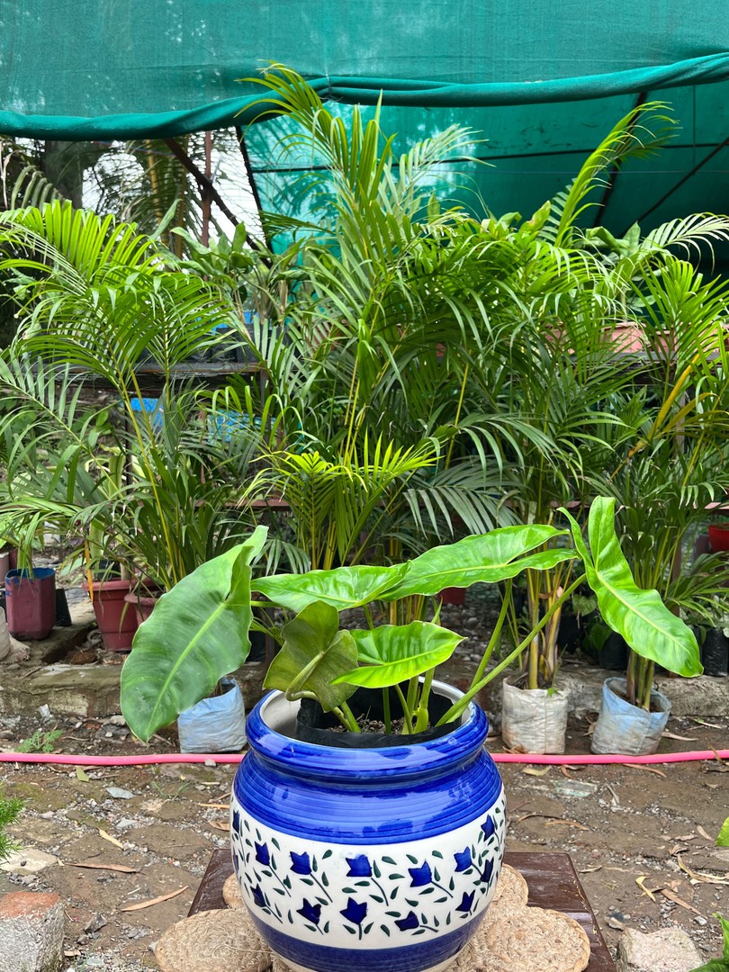 Philodendron Burle Marx (फिलोडेंड्रॉन) — plant for sale at Janki Vatika plant nursery, Talawali Chanda, Indore