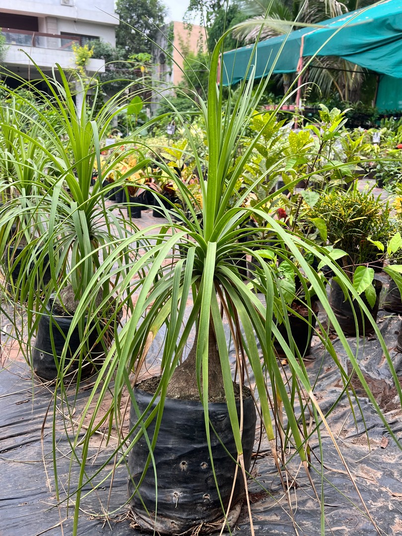 Ponytail Palm (पोनीटेल प्लांट) — plant for sale at Janki Vatika plant nursery, Talawali Chanda, Indore
