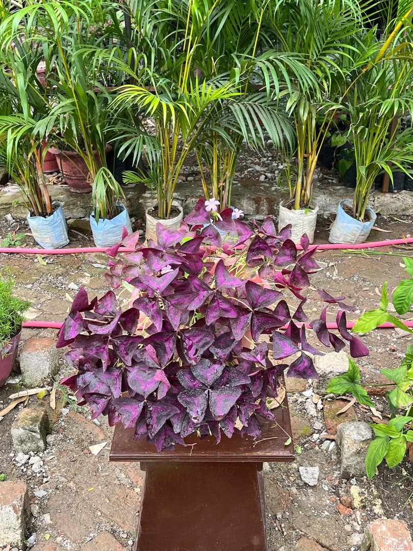Purple Shamrock (पर्पल शेमरॉक) — plant for sale at Janki Vatika plant nursery, Talawali Chanda, Indore, photo 1 of 3