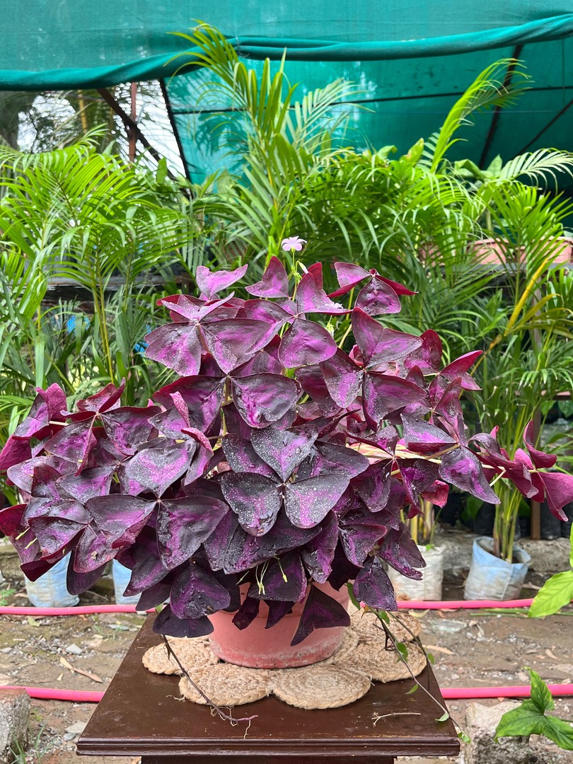 Purple Shamrock (पर्पल शेमरॉक) — plant for sale at Janki Vatika plant nursery, Talawali Chanda, Indore, photo 2 of 3