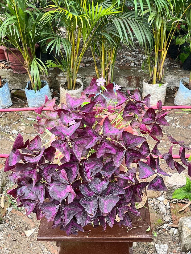 Purple Shamrock (पर्पल शेमरॉक) — plant for sale at Janki Vatika plant nursery, Talawali Chanda, Indore, photo 3 of 3