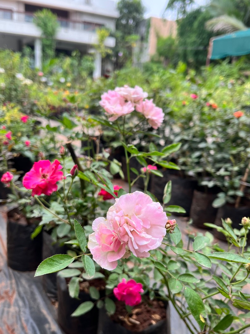 Rose (गुलाब) — plant for sale at Janki Vatika plant nursery, Talawali Chanda, Indore, photo 4 of 8