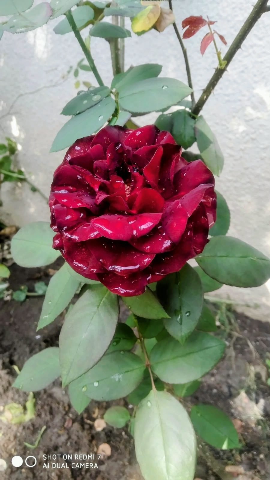 Rose (गुलाब) — plant for sale at Janki Vatika plant nursery, Talawali Chanda, Indore, photo 1 of 8