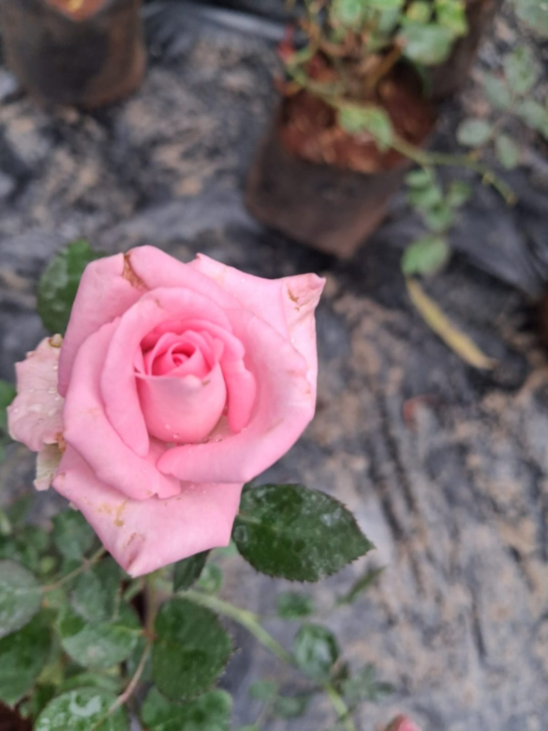 Rose (गुलाब) — plant for sale at Janki Vatika plant nursery, Talawali Chanda, Indore, photo 5 of 8