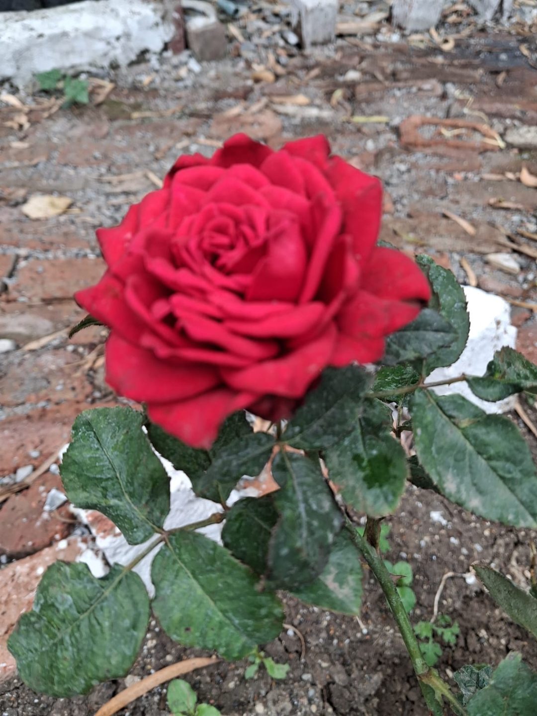 Rose (गुलाब) — plant for sale at Janki Vatika plant nursery, Talawali Chanda, Indore, photo 3 of 8