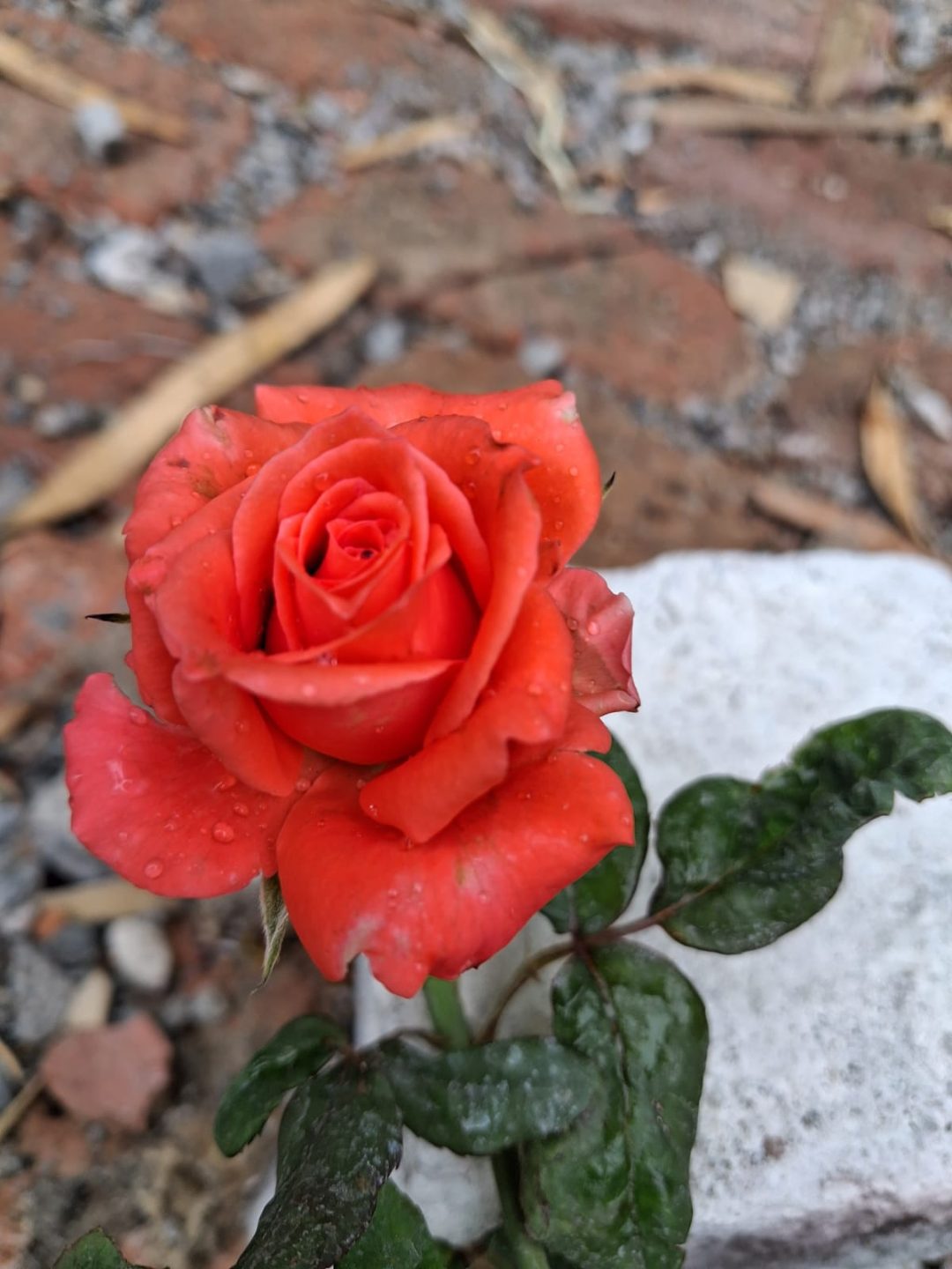 Rose (गुलाब) — plant for sale at Janki Vatika plant nursery, Talawali Chanda, Indore, photo 6 of 8