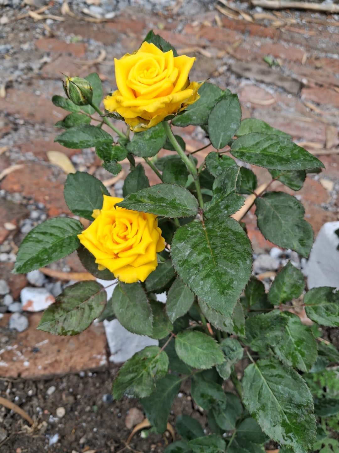 Rose (गुलाब) — plant for sale at Janki Vatika plant nursery, Talawali Chanda, Indore, photo 7 of 8