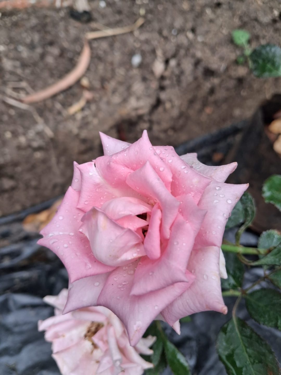 Rose (गुलाब) — plant for sale at Janki Vatika plant nursery, Talawali Chanda, Indore, photo 8 of 8