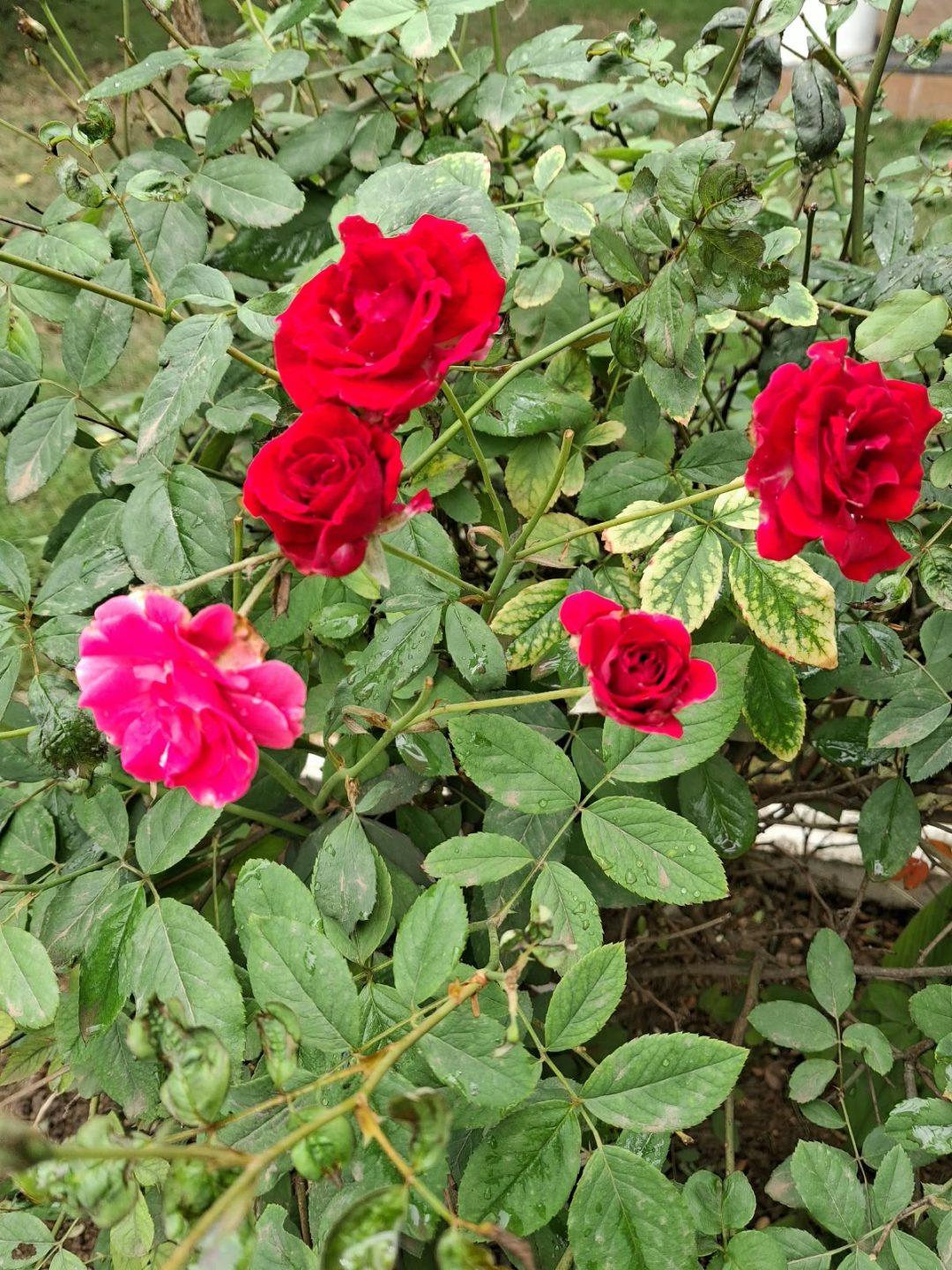 Rose (गुलाब) — plant for sale at Janki Vatika plant nursery, Talawali Chanda, Indore, photo 2 of 8
