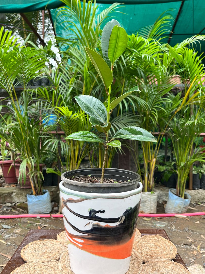 Rubber Plant (रबड़ का पौधा) — plant for sale at Janki Vatika plant nursery, Talawali Chanda, Indore