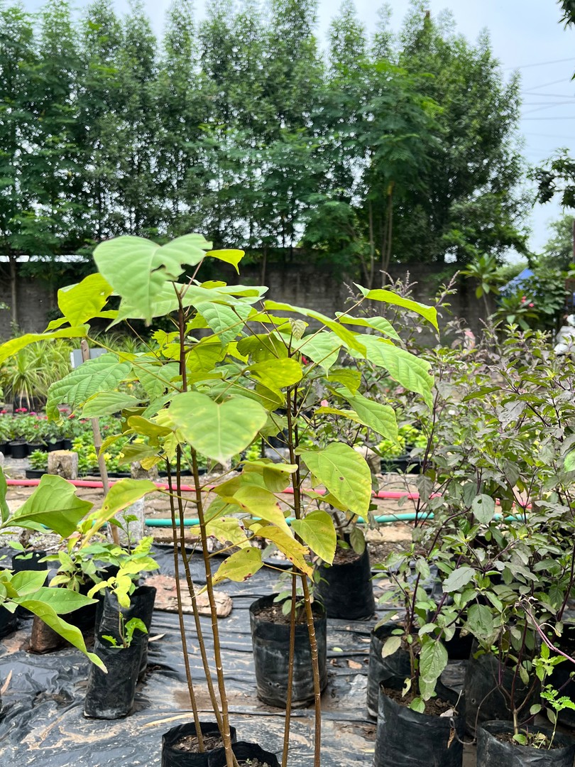 Sindoor Plant (सिंदूर का पौधा) — plant for sale at Janki Vatika plant nursery, Talawali Chanda, Indore