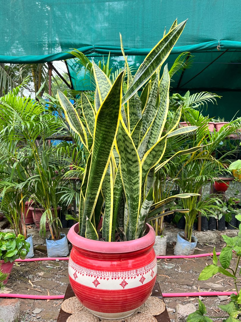 Snake Plant (Laurentii) (स्नेक प्लांट) — plant for sale at Janki Vatika plant nursery, Talawali Chanda, Indore
