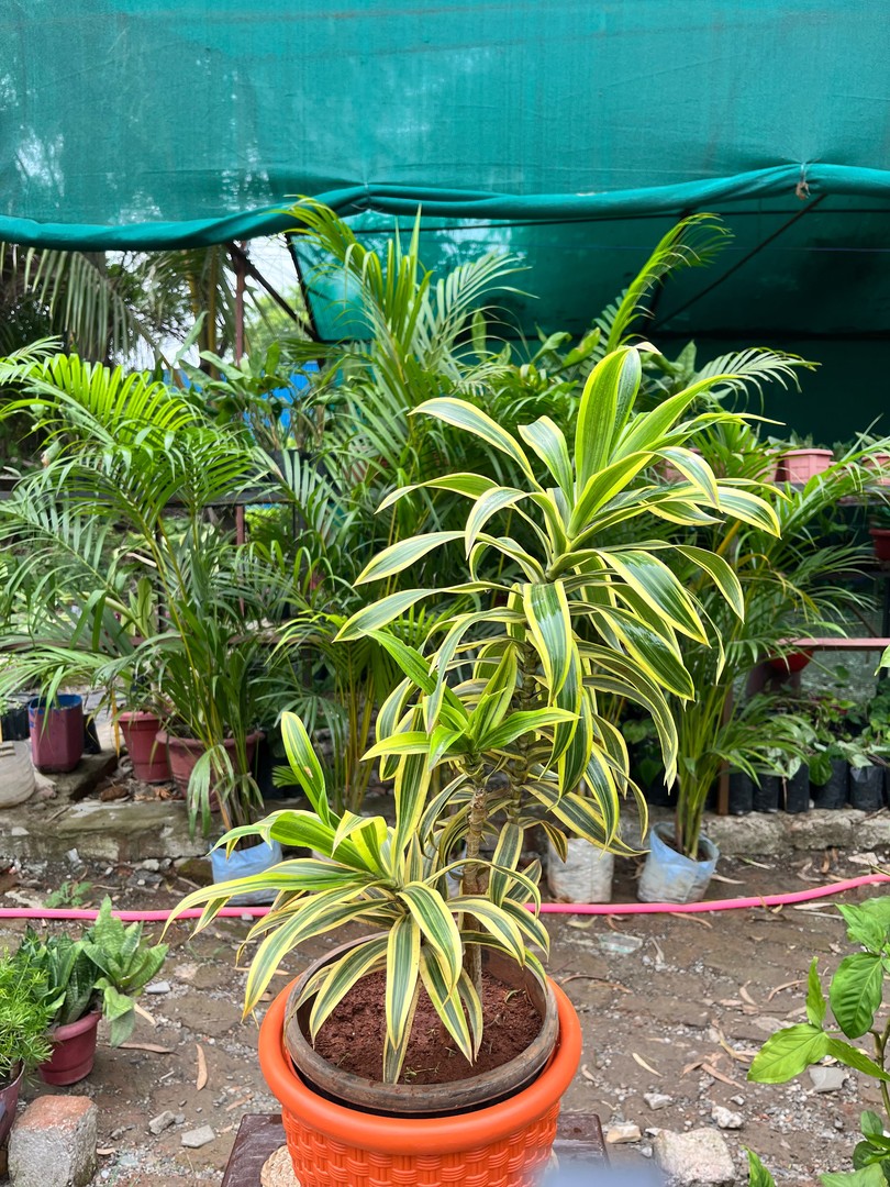 Song of India (सॉन्ग ऑफ़ इंडिया) — plant for sale at Janki Vatika plant nursery, Talawali Chanda, Indore