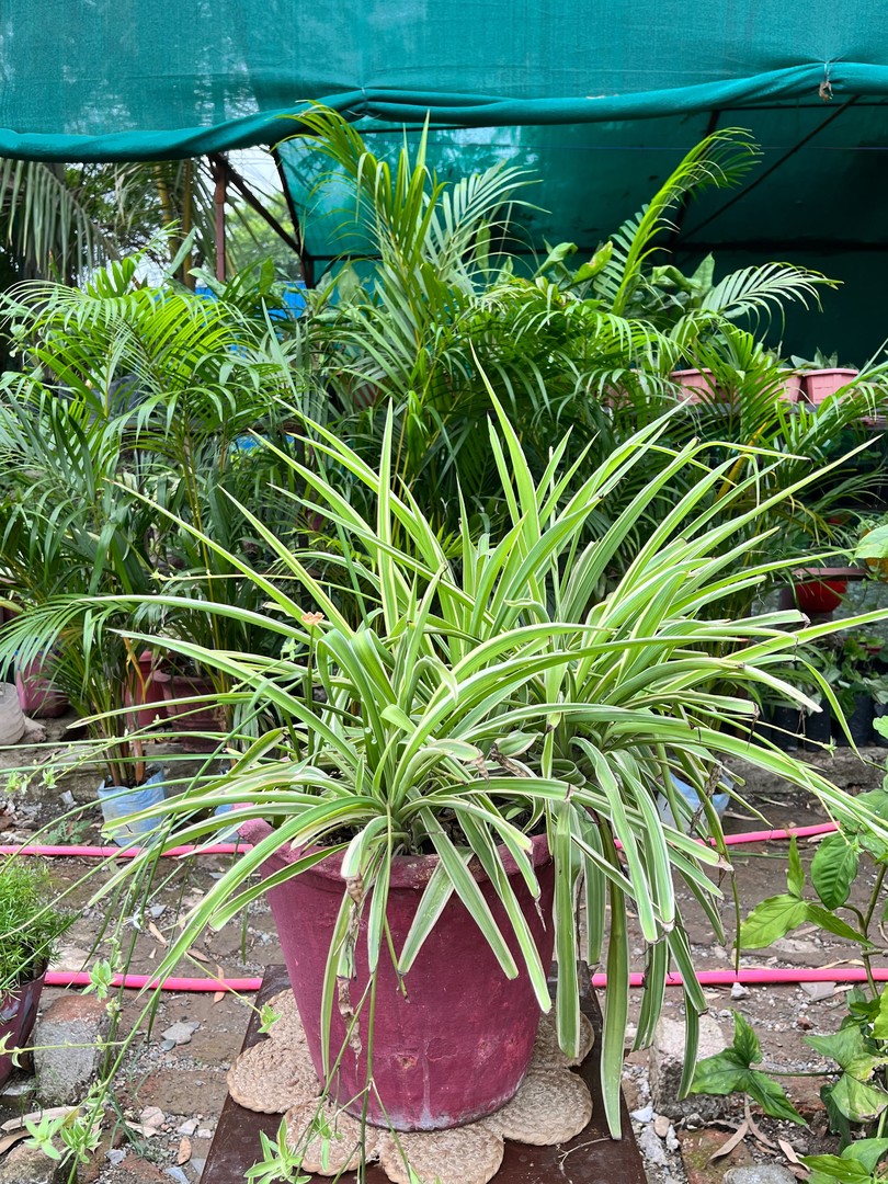 Spider Plant (स्पाइडर प्लांट) — plant for sale at Janki Vatika plant nursery, Talawali Chanda, Indore, photo 1 of 2