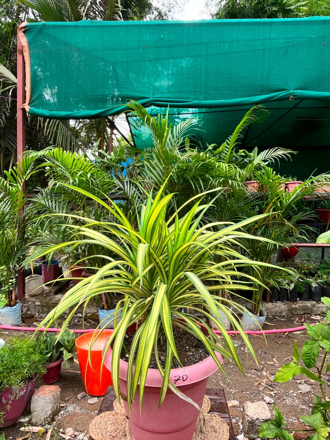 Spider Plant (स्पाइडर प्लांट) — plant for sale at Janki Vatika plant nursery, Talawali Chanda, Indore, photo 2 of 2