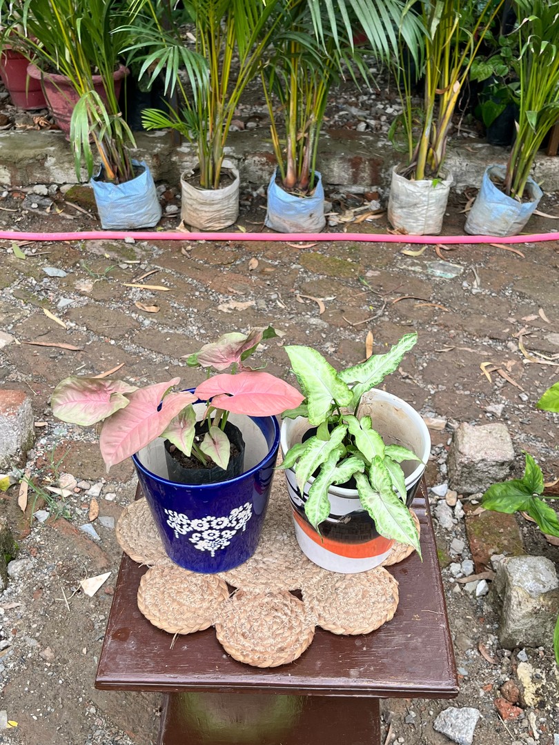 Syngonium (Pink & White Butterfly) (सिनगोनियम) — plant for sale at Janki Vatika plant nursery, Talawali Chanda, Indore, photo 1 of 2
