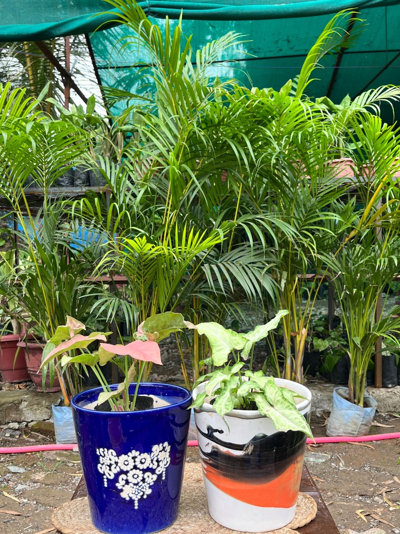 Syngonium (Pink & White Butterfly) (सिनगोनियम) — plant for sale at Janki Vatika plant nursery, Talawali Chanda, Indore, photo 2 of 2