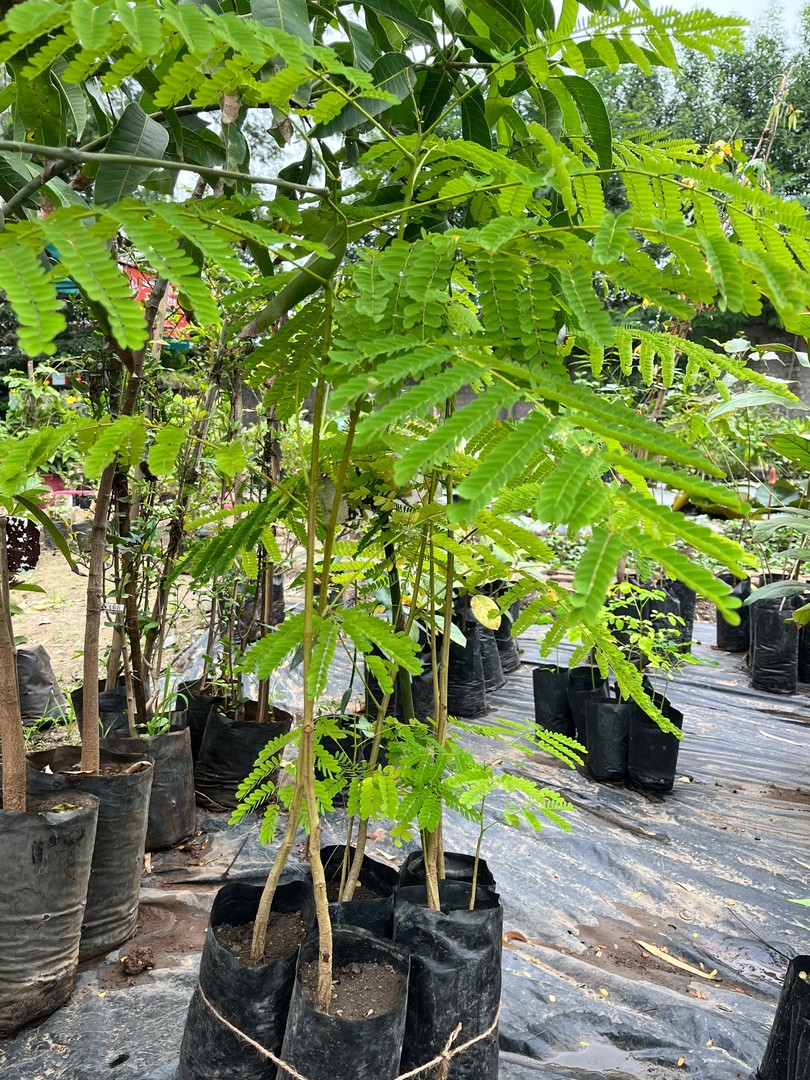 Tamarind Sapling (इमली) — plant for sale at Janki Vatika plant nursery, Talawali Chanda, Indore