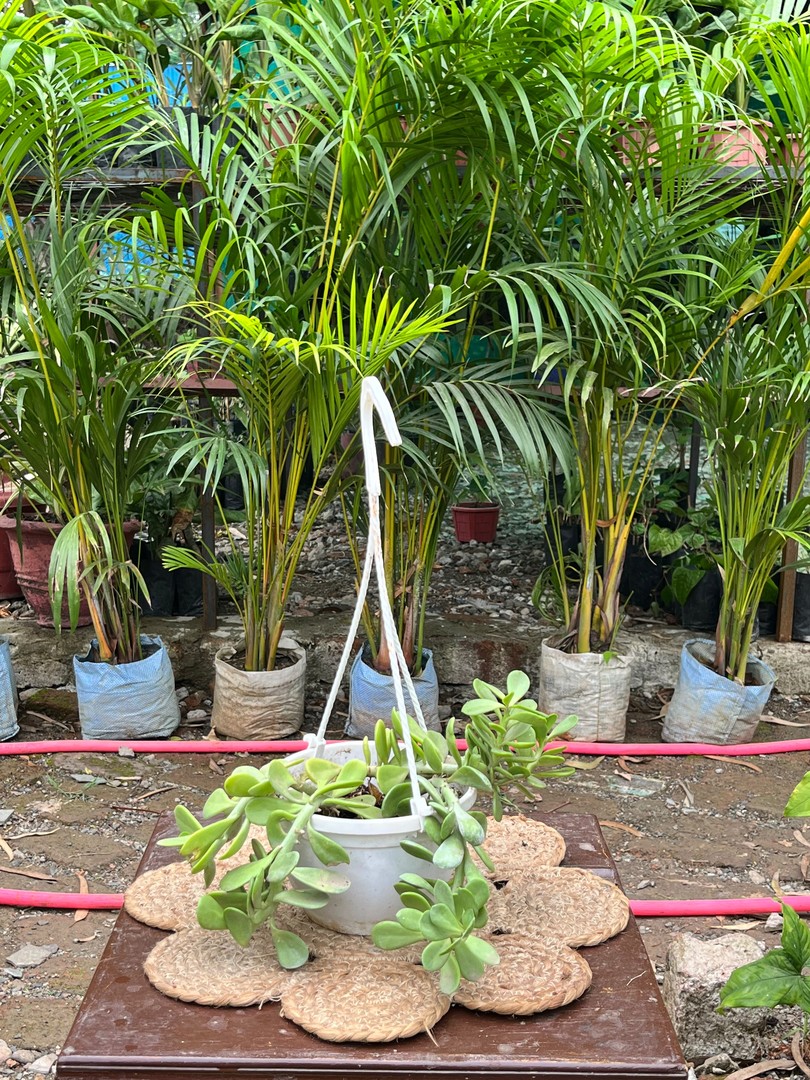 Trailing Jade Succulent (ट्रेलिंग जेड) — plant for sale at Janki Vatika plant nursery, Talawali Chanda, Indore