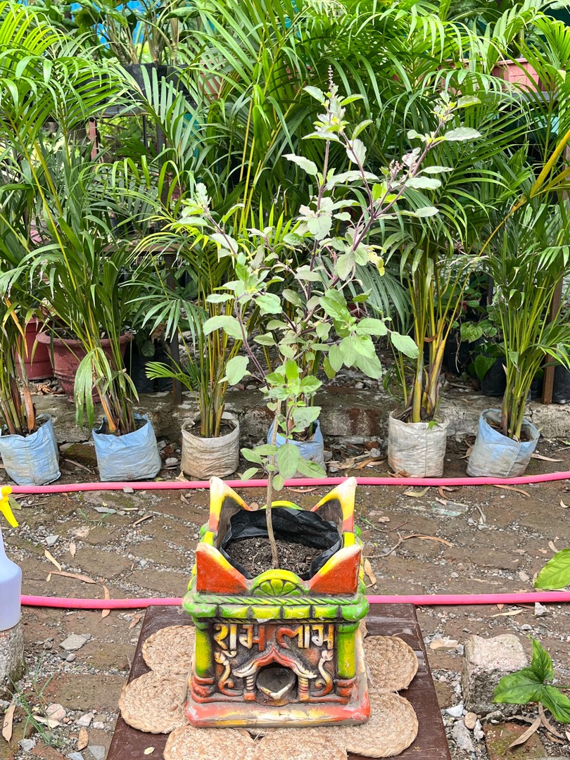 Tulsi (Holy Basil) (तुलसी) — plant for sale at Janki Vatika plant nursery, Talawali Chanda, Indore