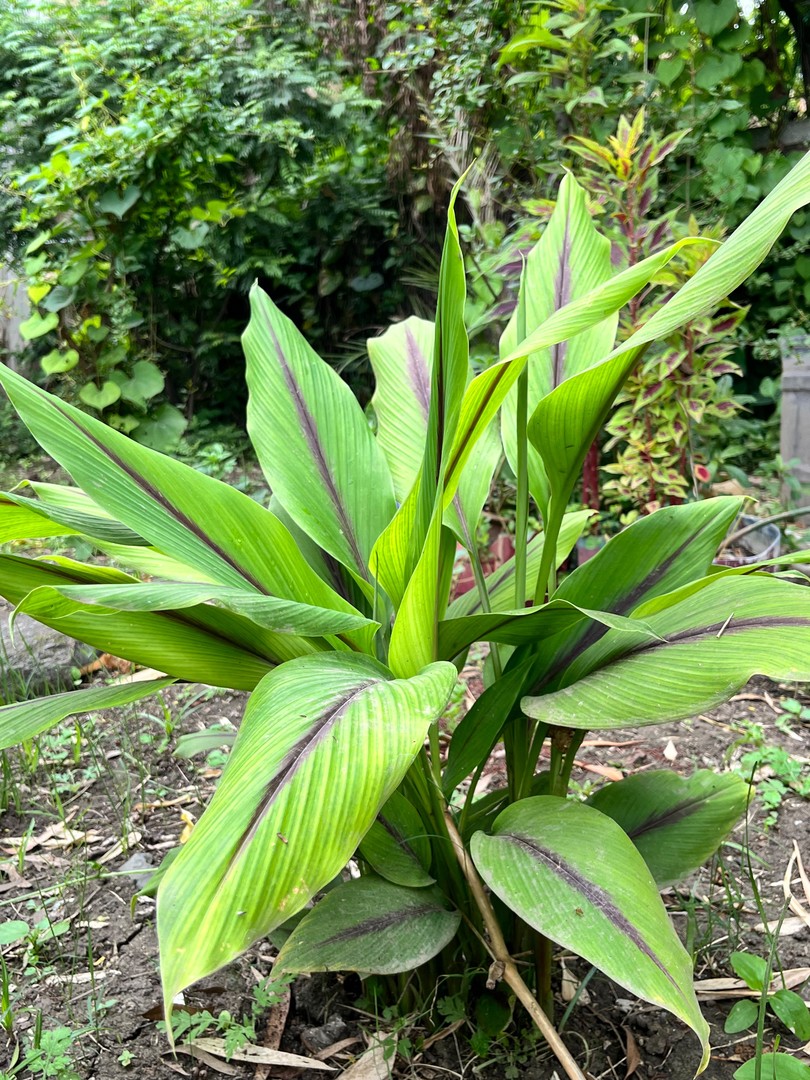 Black Turmeric (काली हल्दी) — plant for sale at Janki Vatika plant nursery, Talawali Chanda, Indore
