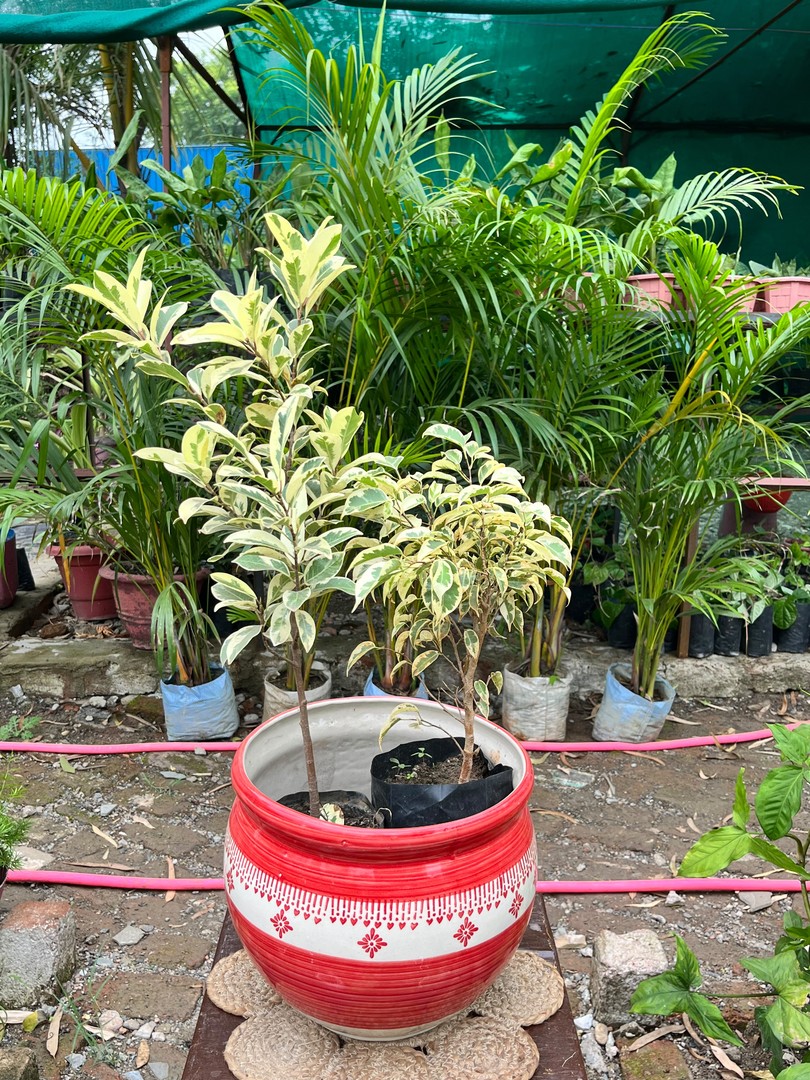 Variegated Weeping Fig (बेंजामिना) — plant for sale at Janki Vatika plant nursery, Talawali Chanda, Indore